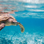 アート×ヒーリングでメンタル回復速度が2倍に──感情と脳の最新知見