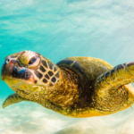 体温が0.5℃上がると運と幸福はどう変わる？基礎代謝と感性の科学的相関