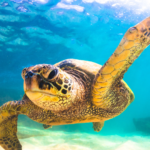 頑張らない生き方が成果を変える──瞑想アートとマインドフルネスで整える人生