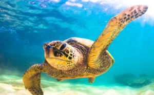 頑張らない生き方が成果を変える──瞑想アートとマインドフルネスで整える人生