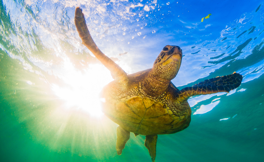 涙・海・美術館──幸福感・免疫力・ストレス軽減を高める身体反応の真実