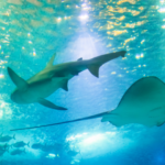 太古の海の記憶が、いま目覚める理由──レムリアの海が呼び覚ます自己受容の本質