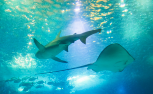 太古の海の記憶が、いま目覚める理由──レムリアの海が呼び覚ます自己受容の本質