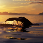 バリ島の聖獣バロンが教える生命の歓喜｜アートとウェルビーイングの哲学