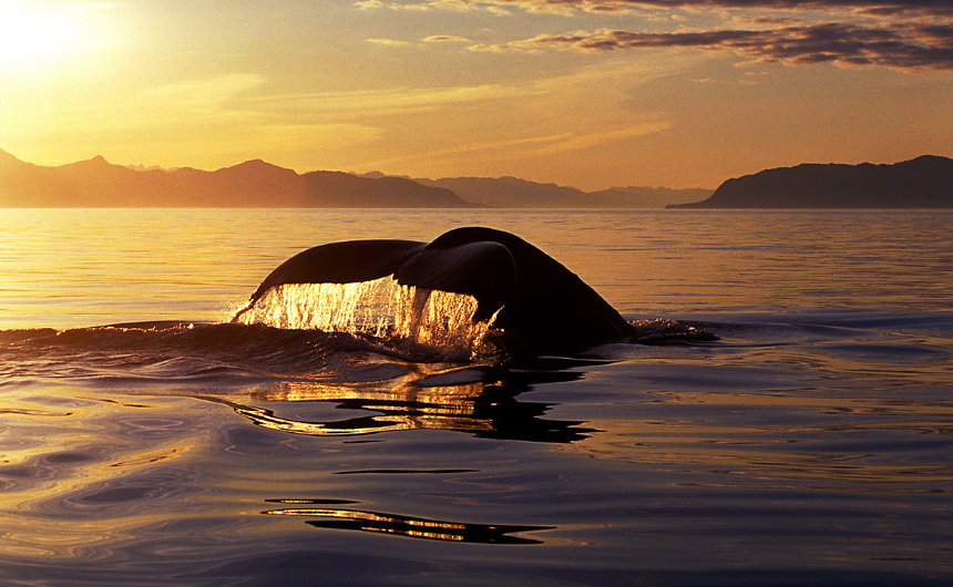 バリ島の聖獣バロンが教える生命の歓喜｜アートとウェルビーイングの哲学