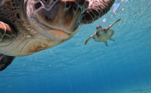 アートとウェルビーイングが織りなす豊かな人生｜心を救う美の法則