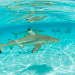 世界の研究が証明したアートとウェルビーイング｜人生を豊かに彩る美の科学と実践