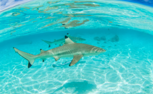 世界の研究が証明したアートとウェルビーイング｜人生を豊かに彩る美の科学と実践