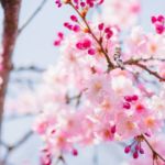 太陽の女神「天照大神」の神話から紐解くアートとウェルビーイングの深い関係性