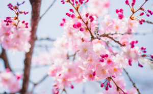 太陽の女神「天照大神」の神話から紐解くアートとウェルビーイングの深い関係性