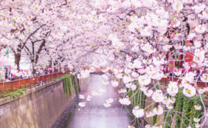 上杉謙信氏の美意識に学ぶ──アートとウェルビーイングが導く豊かな人生