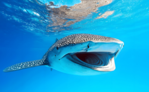 5分でできるアート瞑想|ウェルビーイングを高める方法と心の調和