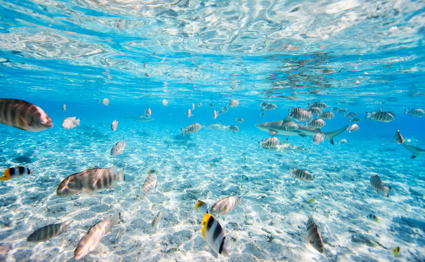 アートとウェルビーイングが導く命の歓び｜心を癒す美の法則と豊かな人生