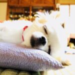 山形での日々 ― 見ているもの