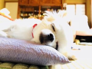 山形での日々 ― 見ているもの