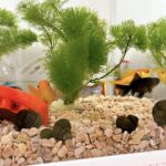 金魚と暮らすこと ― 水を替えて、眺める時間