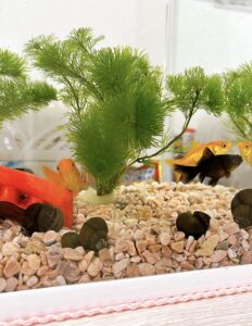 金魚と暮らすこと ― 水を替えて、眺める時間