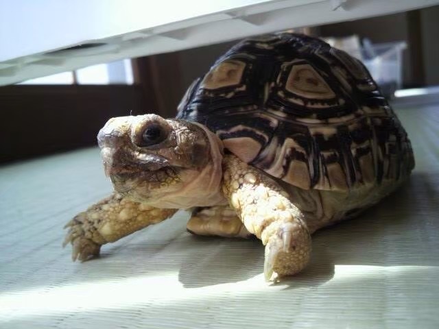 リクガメの「がじろう」 / Gajiro the tortoise